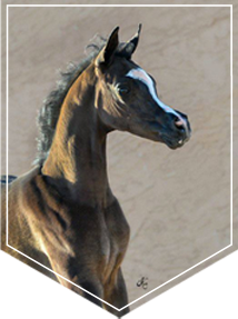 Breeding Mesa